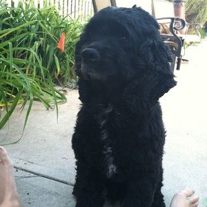 Meet your Posher, Claire